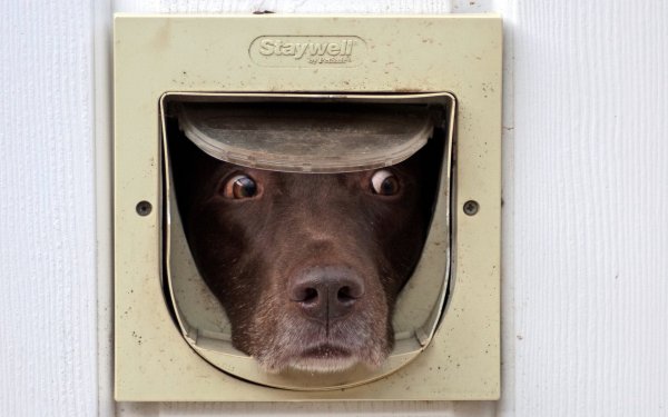 Собака за дверью