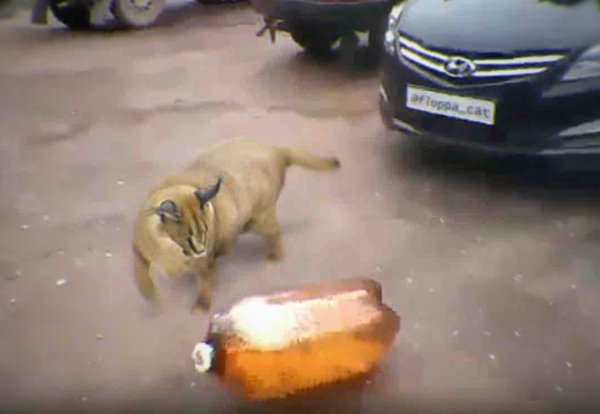 Собака и пивная кега