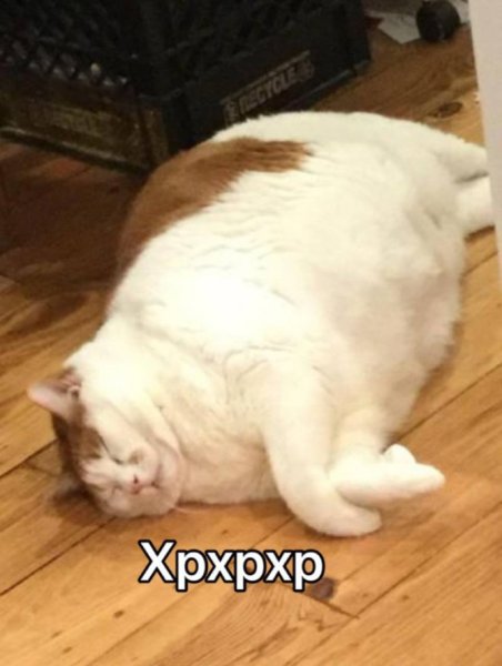 Толстый кот лежит