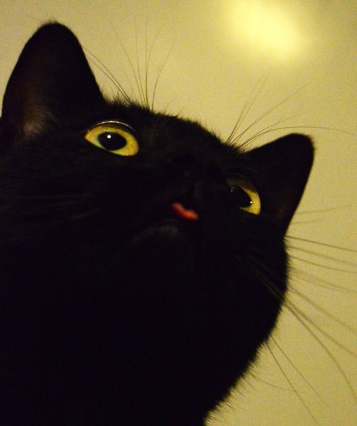 Чёрный кот