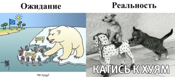 Кот толкает собаку Мем