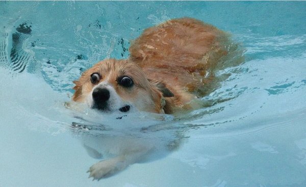 Собака плывет