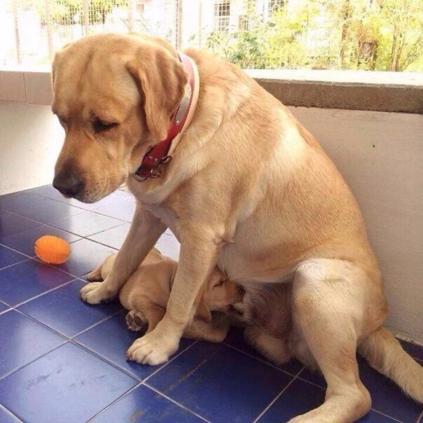 Отец одиночка Мем