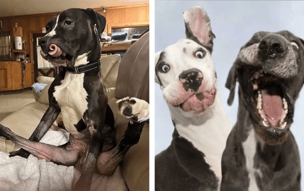 Самые смешные собаки в мире