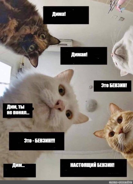 Смешные мемы с котами