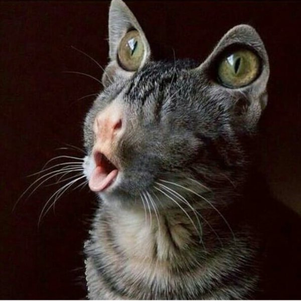 Смешные морды котов