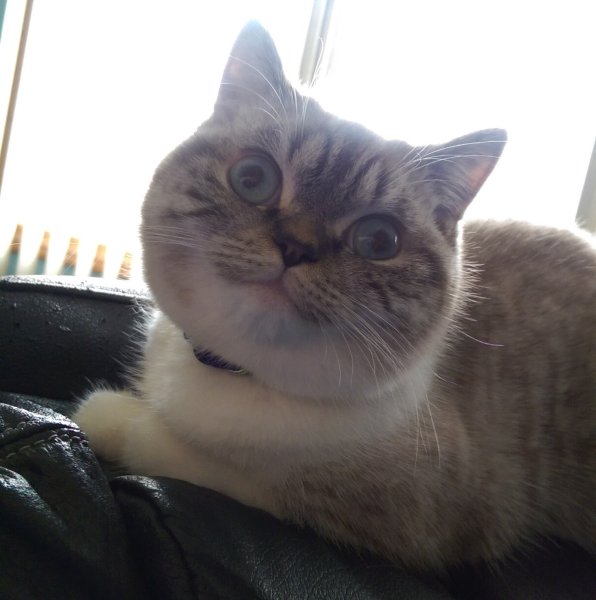 Котьс глазами в разные стороны