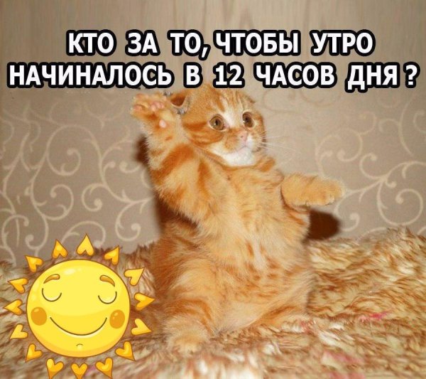 Доброе утро коты мемы