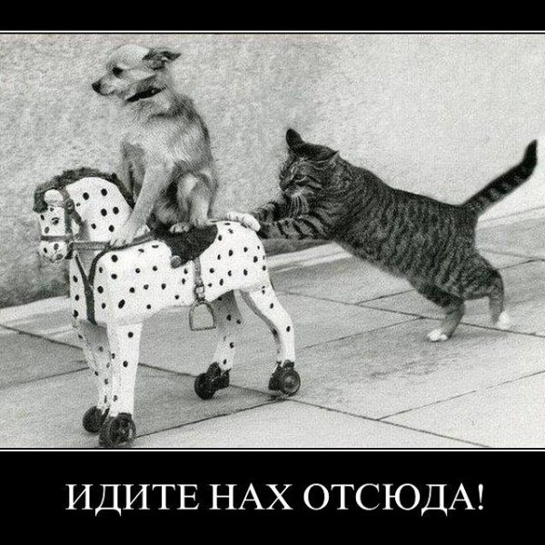 Кот толкает собаку