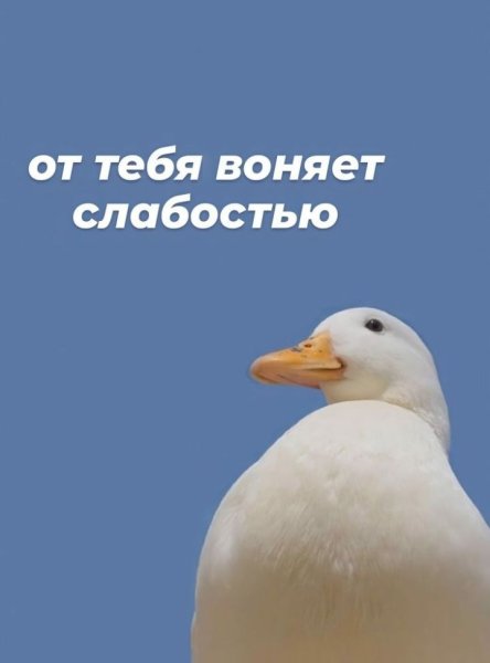 Ты пахнешь слабостью Мем