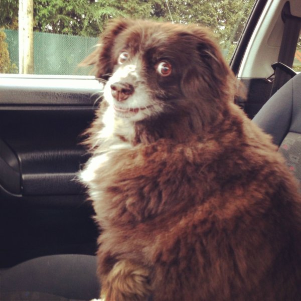 Собака заводи машину