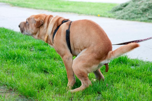 Мастиф шарпей