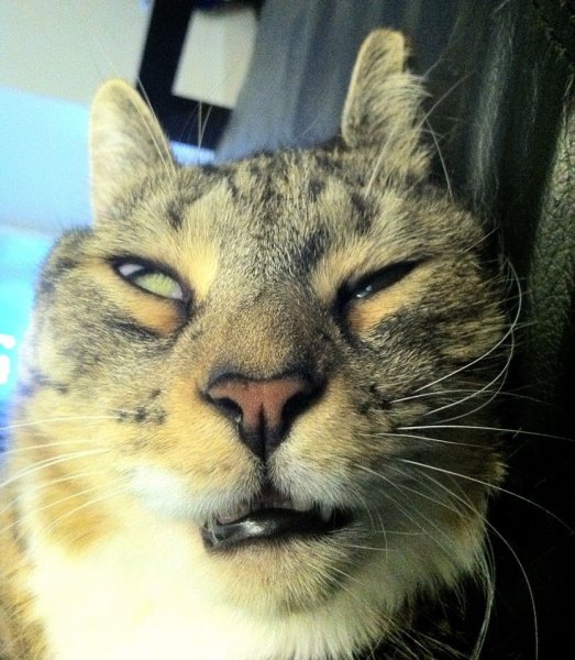 Кот наркоман