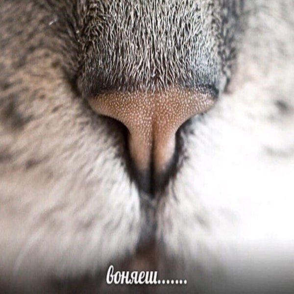 Нос кота