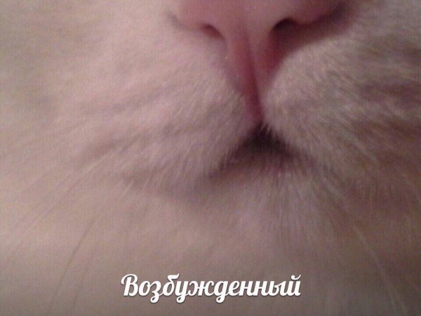 Воняешь слабостью с котом
