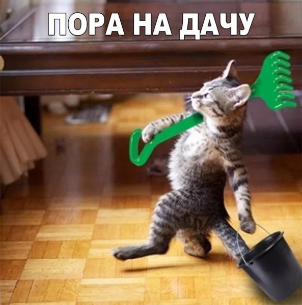 Шагающий котенок