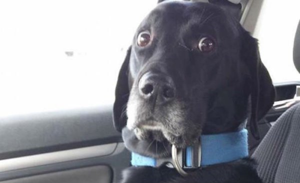 Собака в шоке