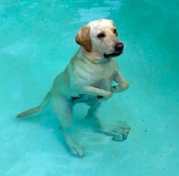 Бассейн для собак