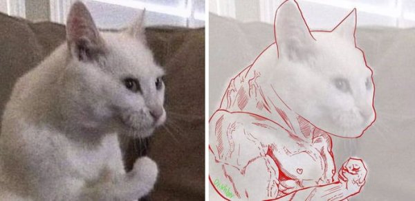 Кот качок Мем