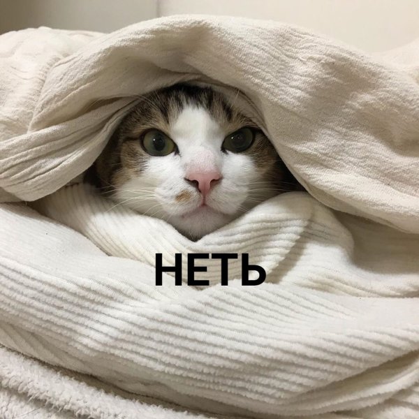 Неть котенок