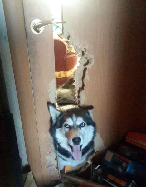 Проделки хаски