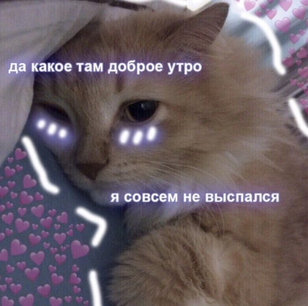 Пикчи с добрым утром с котиками