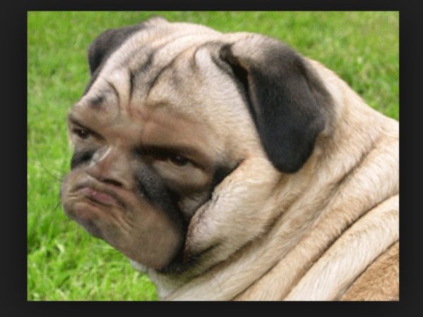 Сутулый Мопс