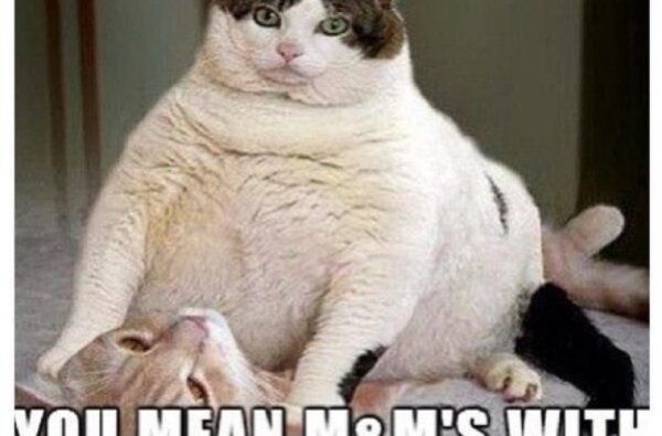 Толстый кот Мем