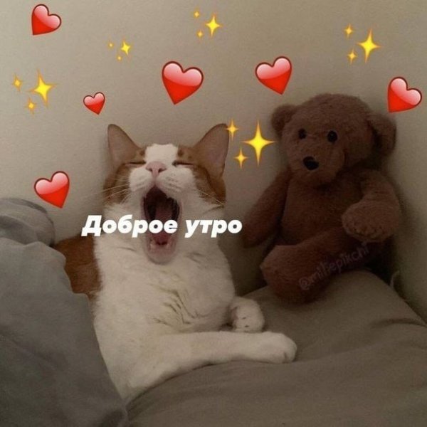 Котик с сердечком