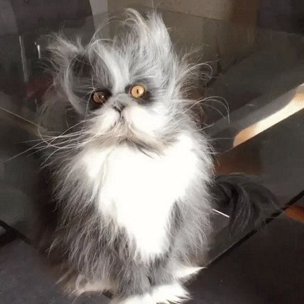 Взъерошенный кот