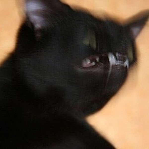 Мемный черный кот