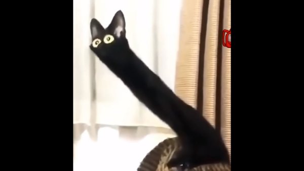 Чёрный кот с вытянутой шеей