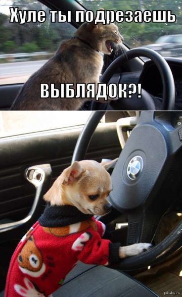 Кот за рулем прикол