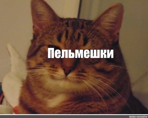 Пельмешки Мем котик