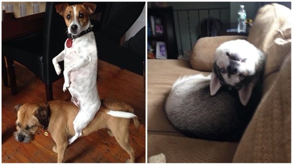 Смешные моменты с собаками