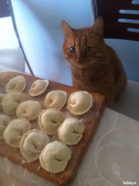 Кошка пельмешка