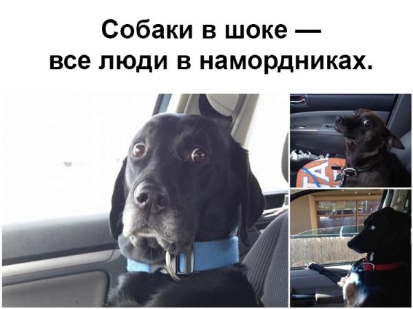 Пес за рулем