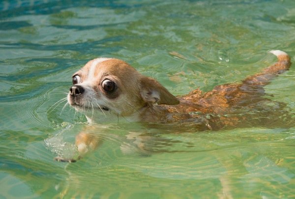 Чихуахуа на море