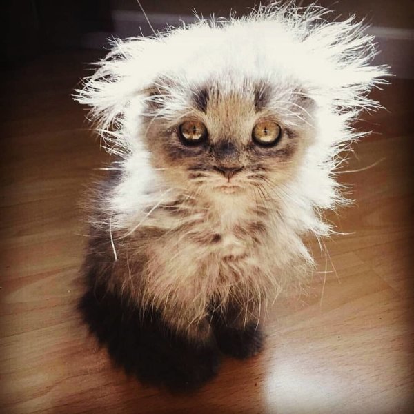 Взъерошенный кот