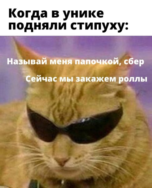 Кот в очках Мем