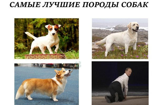 Мемы с собаками