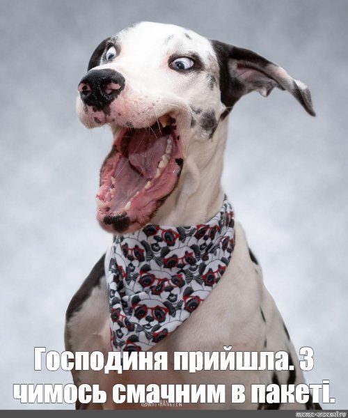 Собака с необычной мордой