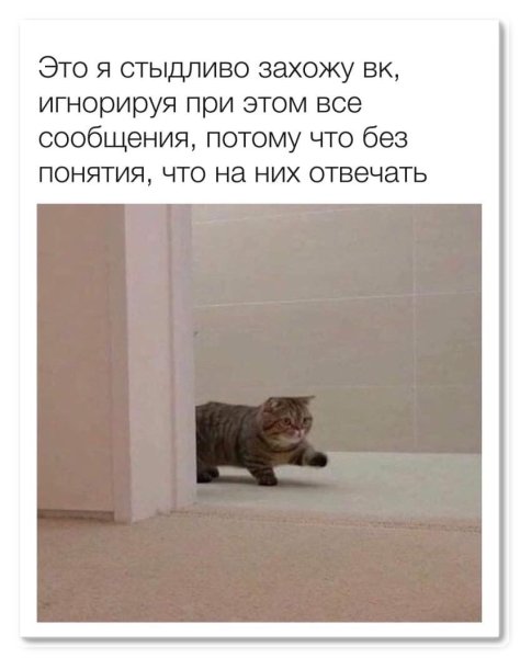 Кот из мема