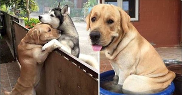 Большая собака обнимает маленькую Мем