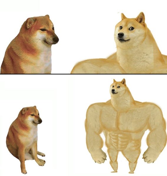 Сиба ину качок