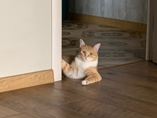 Кошка идет Мем