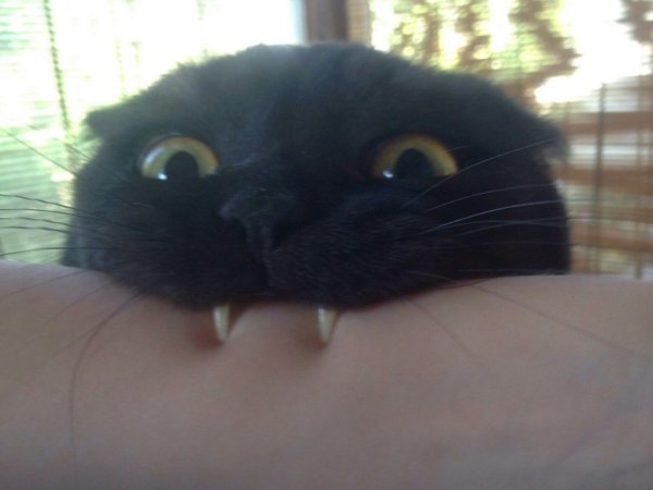 Черный кот Мем