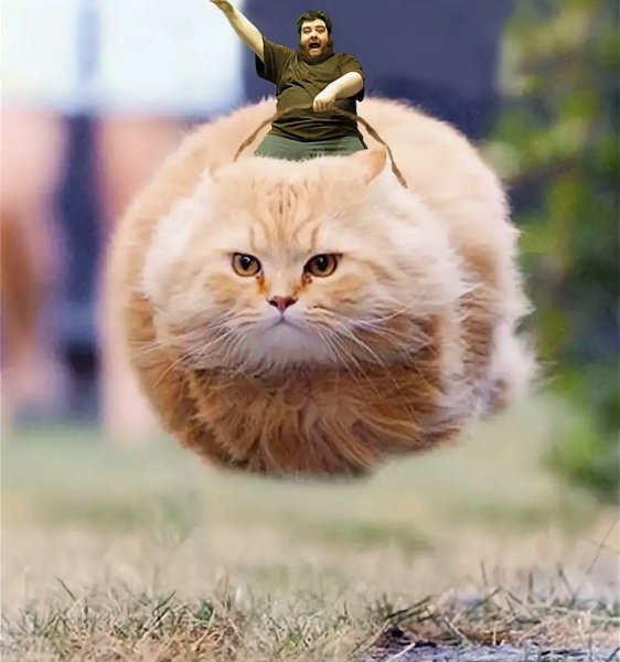 Летающие коты