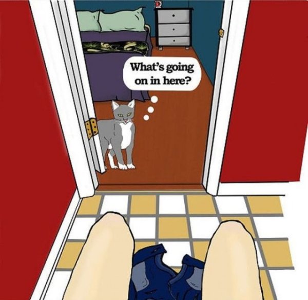 Кот хочет в туалет