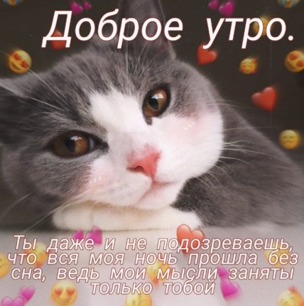 Пикчи с добрым утром с котиками